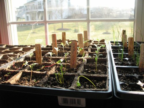 Indoor planting - onions